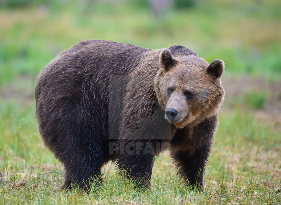 "Brown bear" stock image