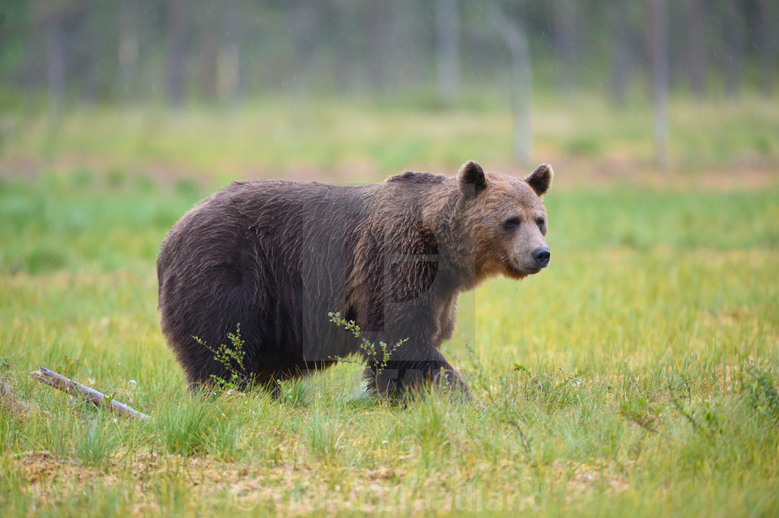 "Brown bear" stock image