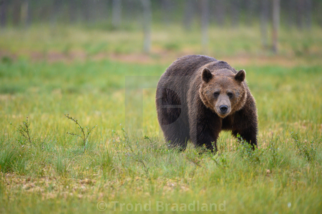 "Brown bear" stock image