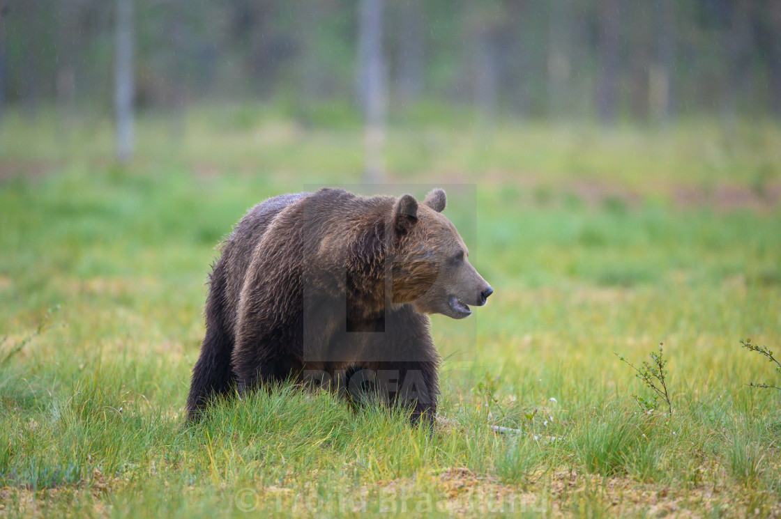 "Brown bear" stock image