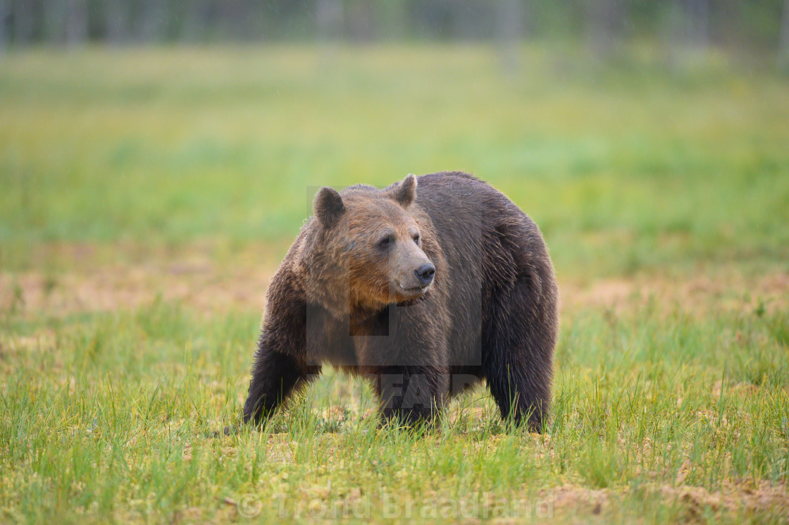 "Brown bear" stock image