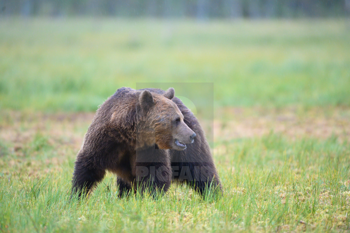 "Brown bear" stock image