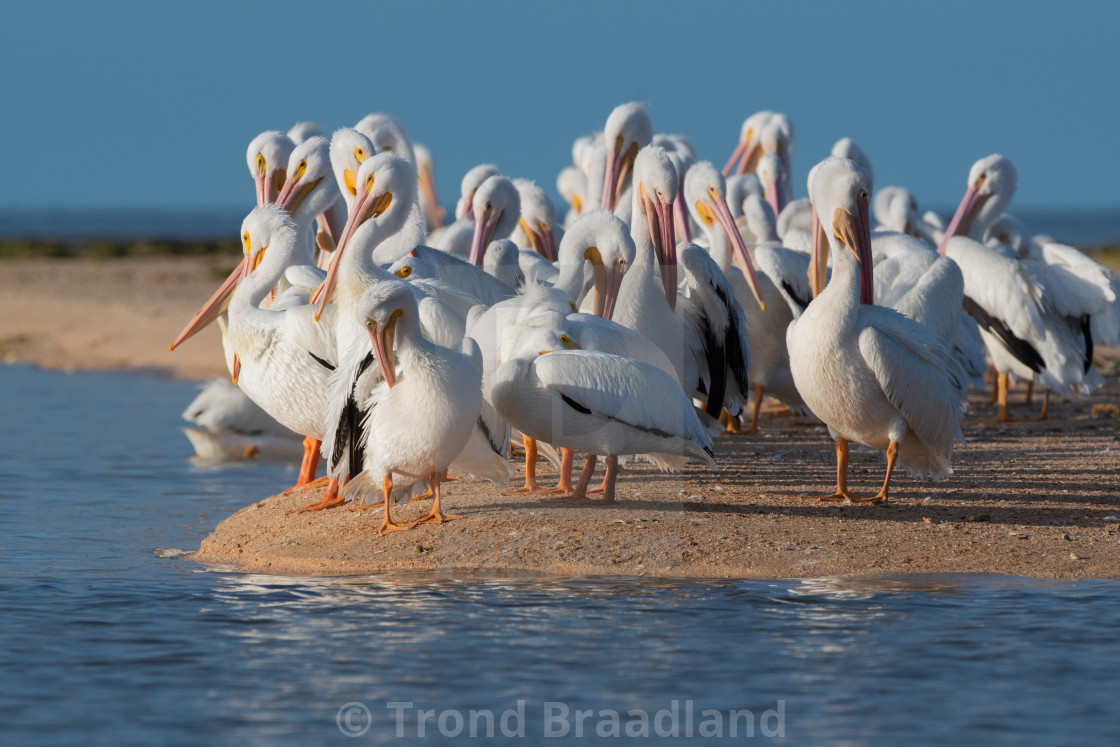 "American white pelicans" stock image