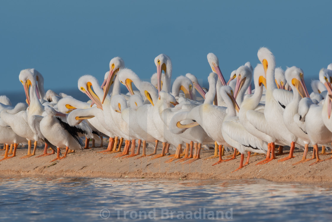 "American white pelicans" stock image