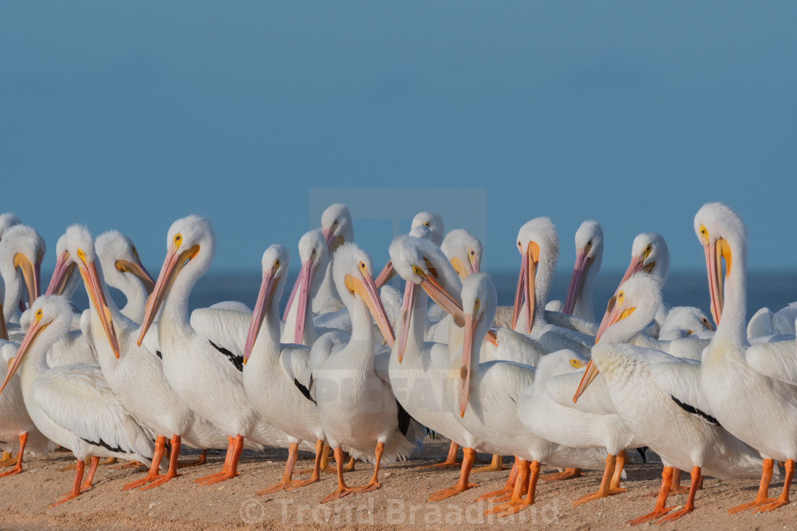 "American white pelicans" stock image