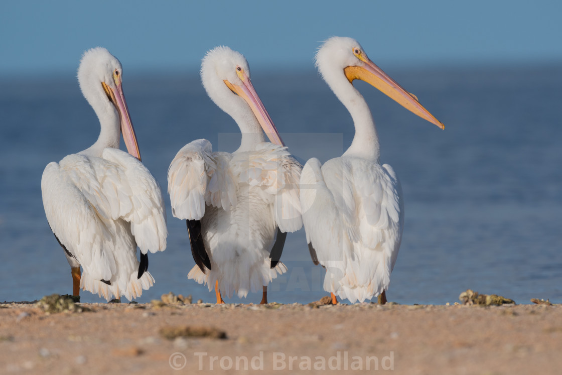 "American white pelicans" stock image