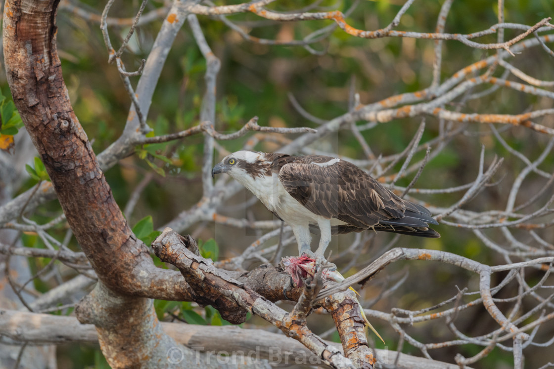 "Osprey" stock image