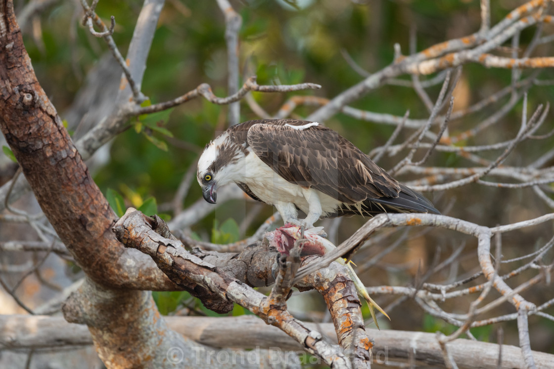 "Osprey" stock image