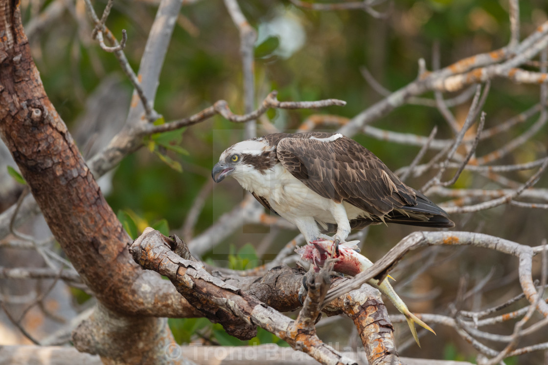 "Osprey" stock image