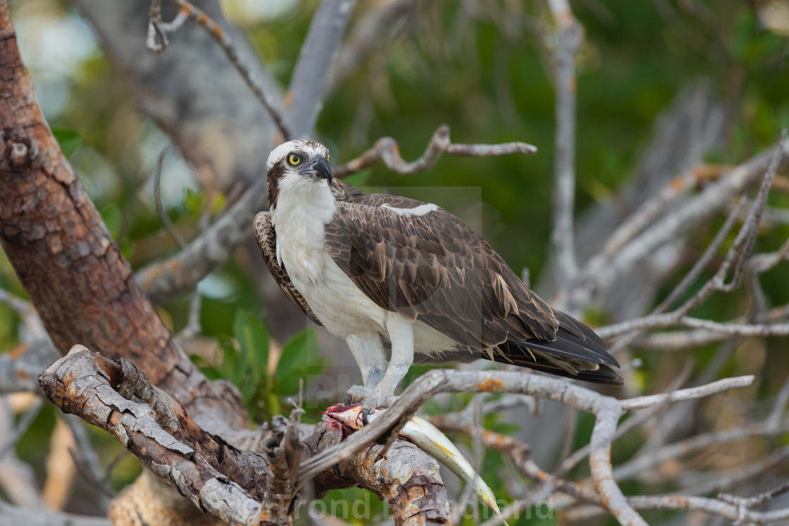 "Osprey" stock image