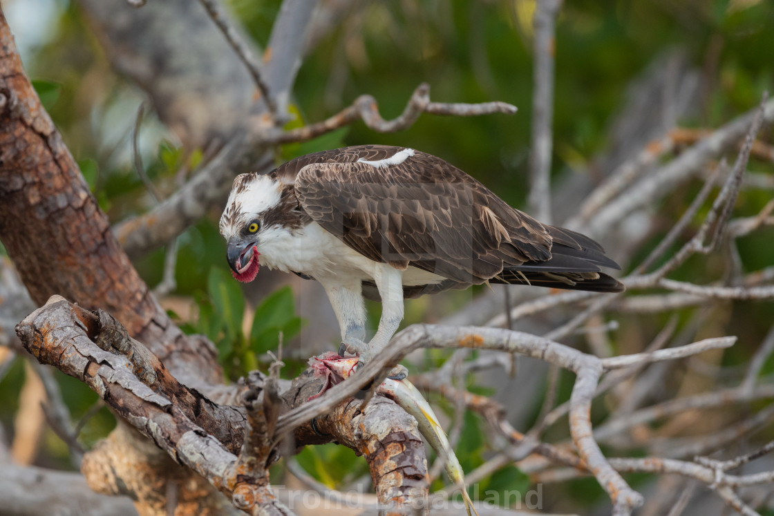 "Osprey" stock image