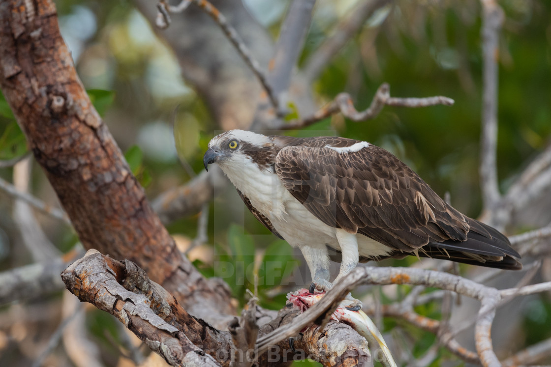 "Osprey" stock image