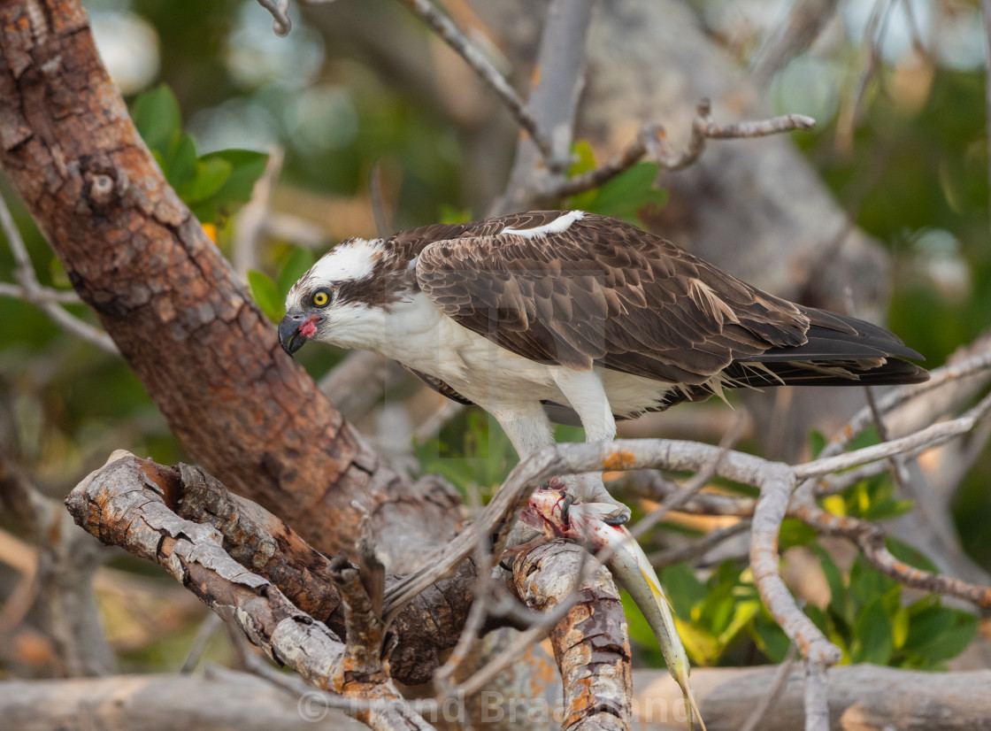 "Osprey" stock image