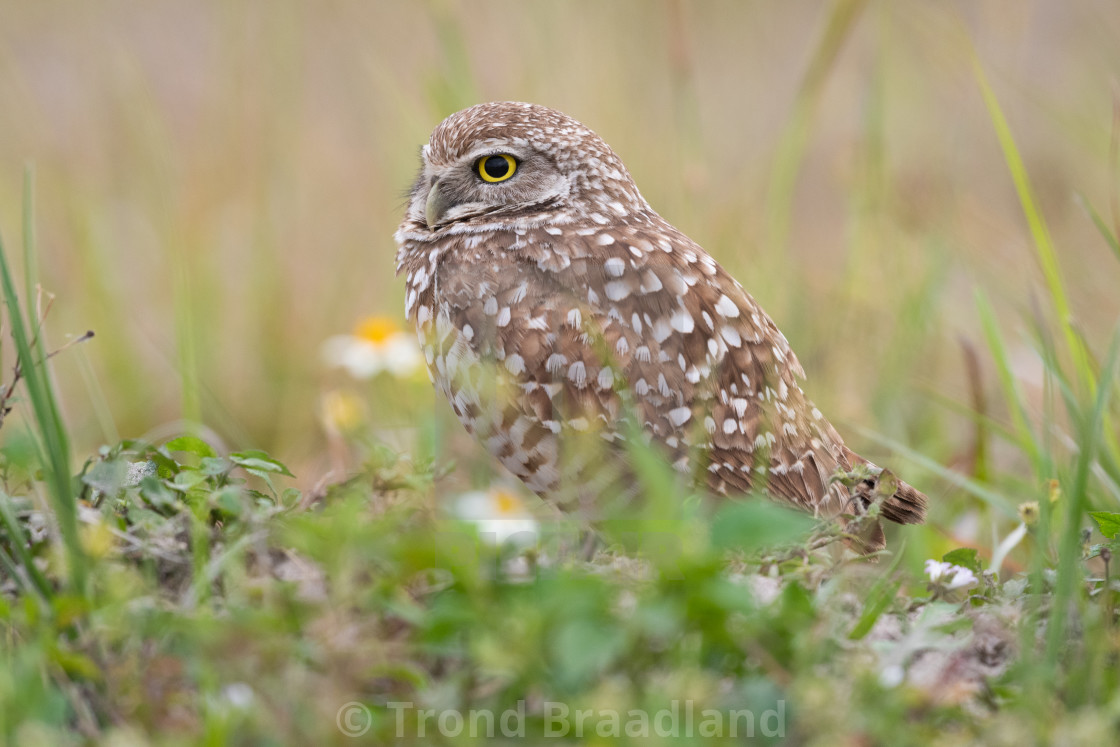 "Burrowing owl" stock image