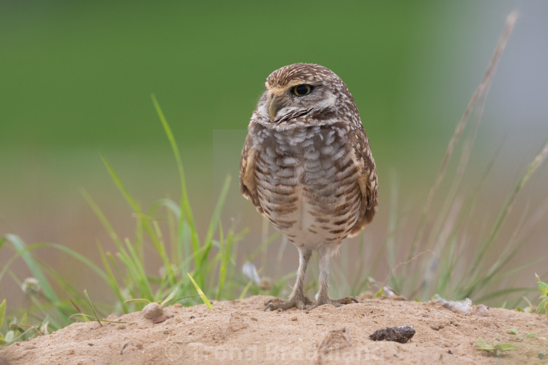 "Burrowing owl" stock image