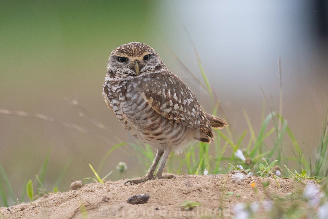 "Burrowing owl" stock image