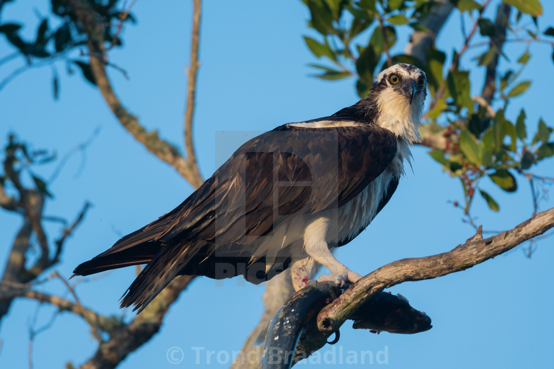 "Osprey" stock image