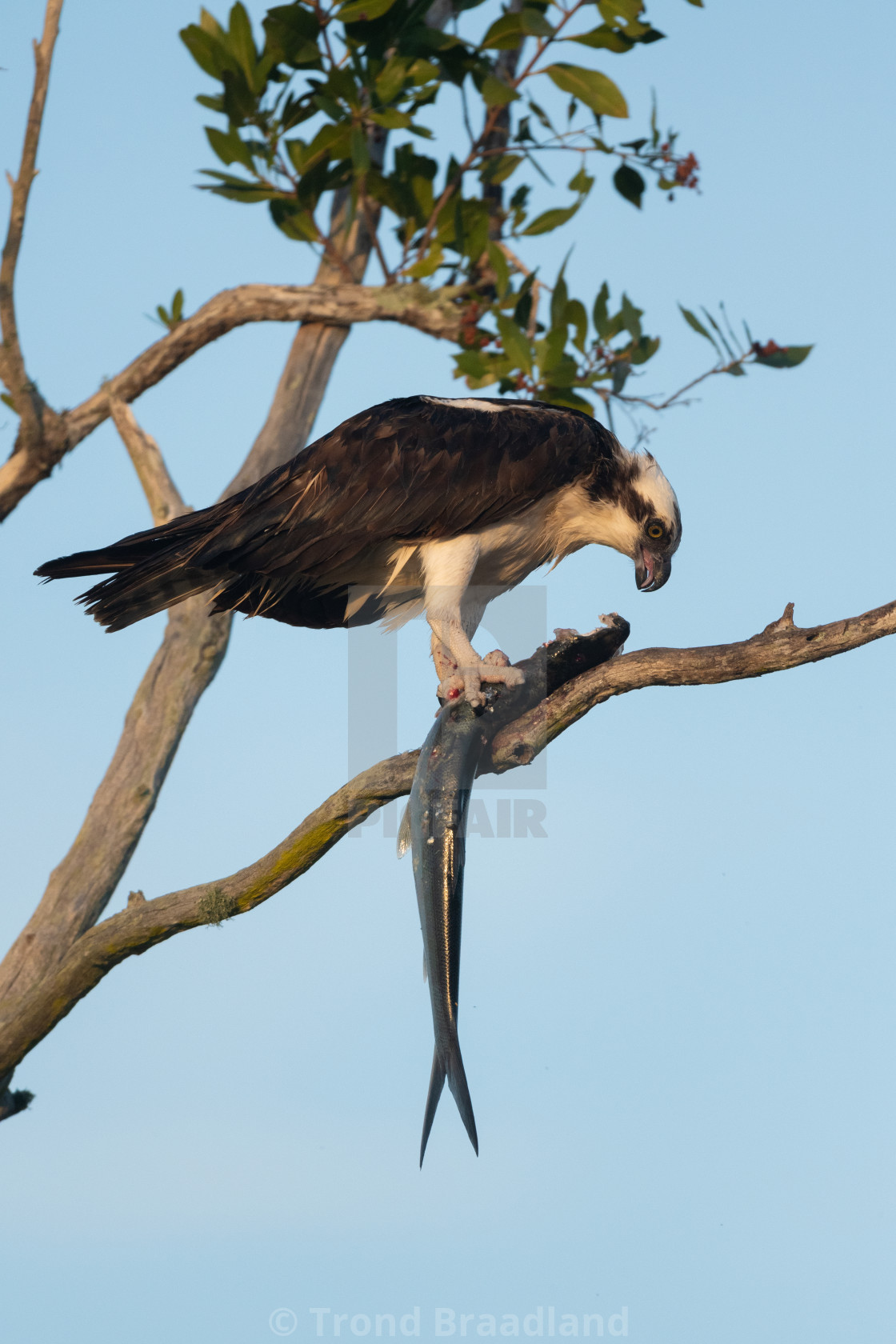 "Osprey" stock image