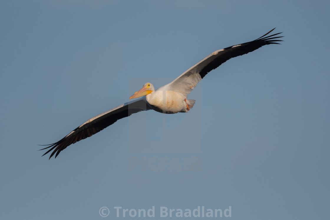 "American white pelican" stock image