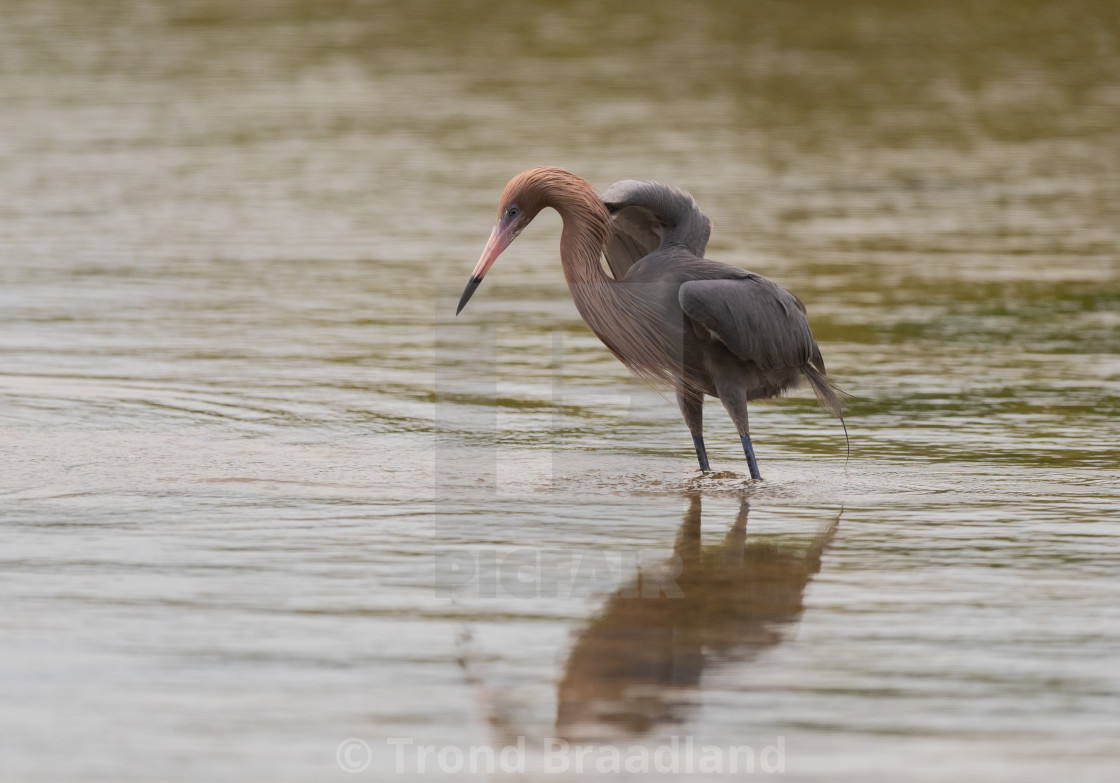 "Reddish egret" stock image