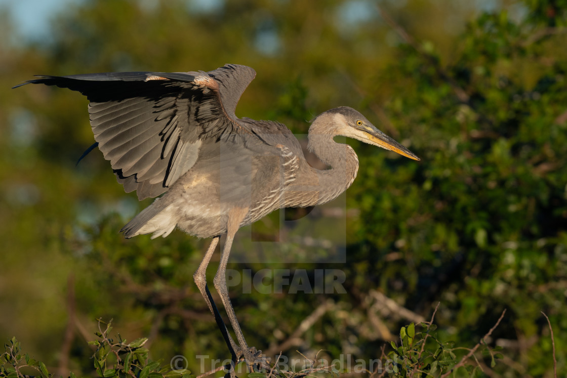 "Great blue heron" stock image