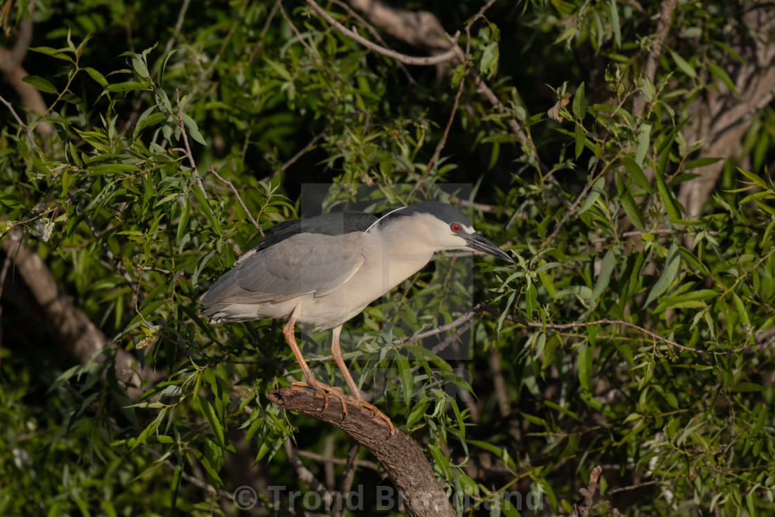 "Black-crowned night heron" stock image