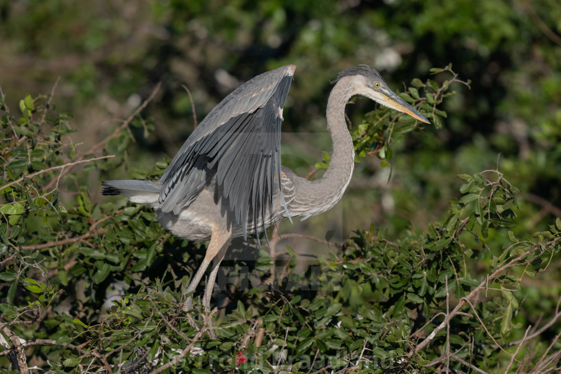 "Great blue heron" stock image