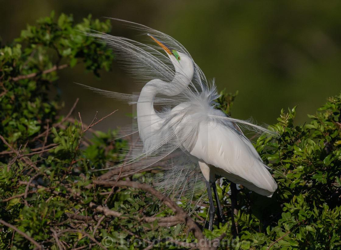 "Great egret" stock image