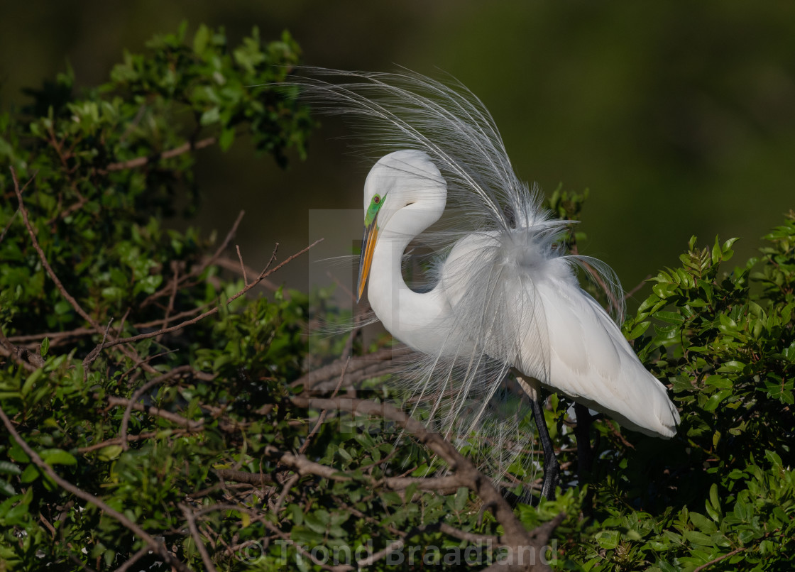 "Great egret" stock image