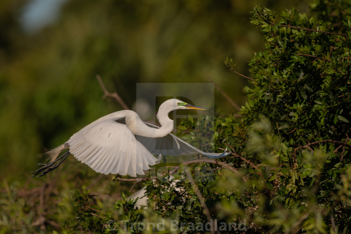 "Great egret" stock image