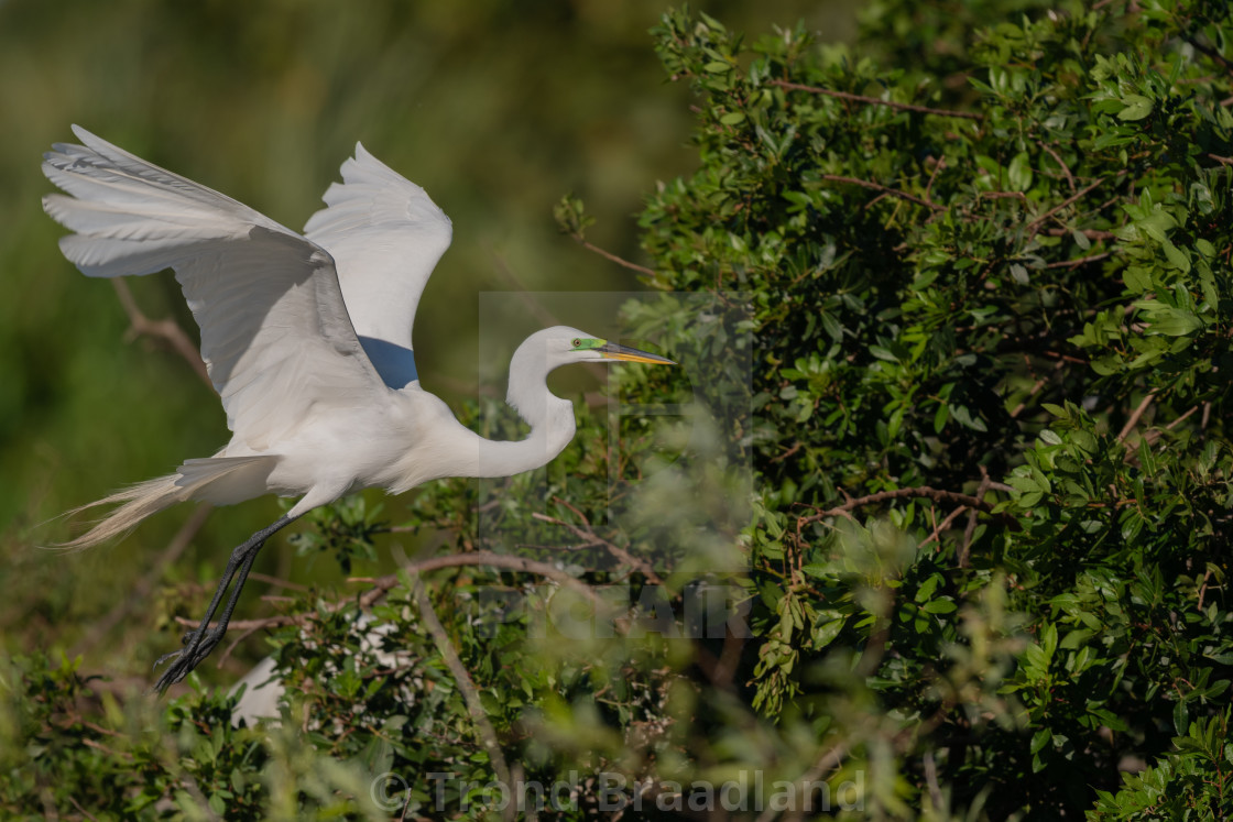 "Great egret" stock image