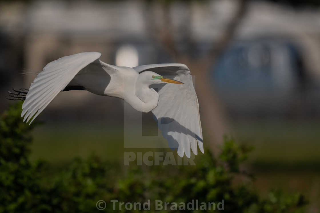 "Great egret" stock image