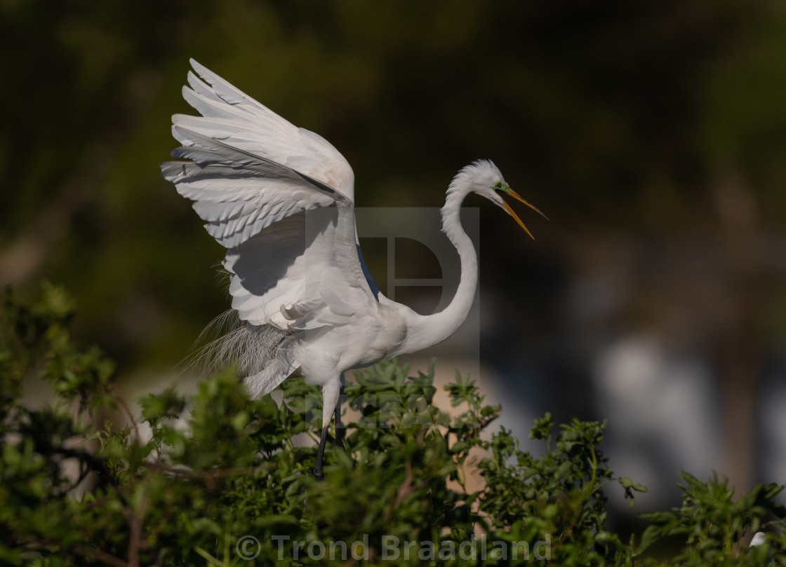 "Great egret" stock image