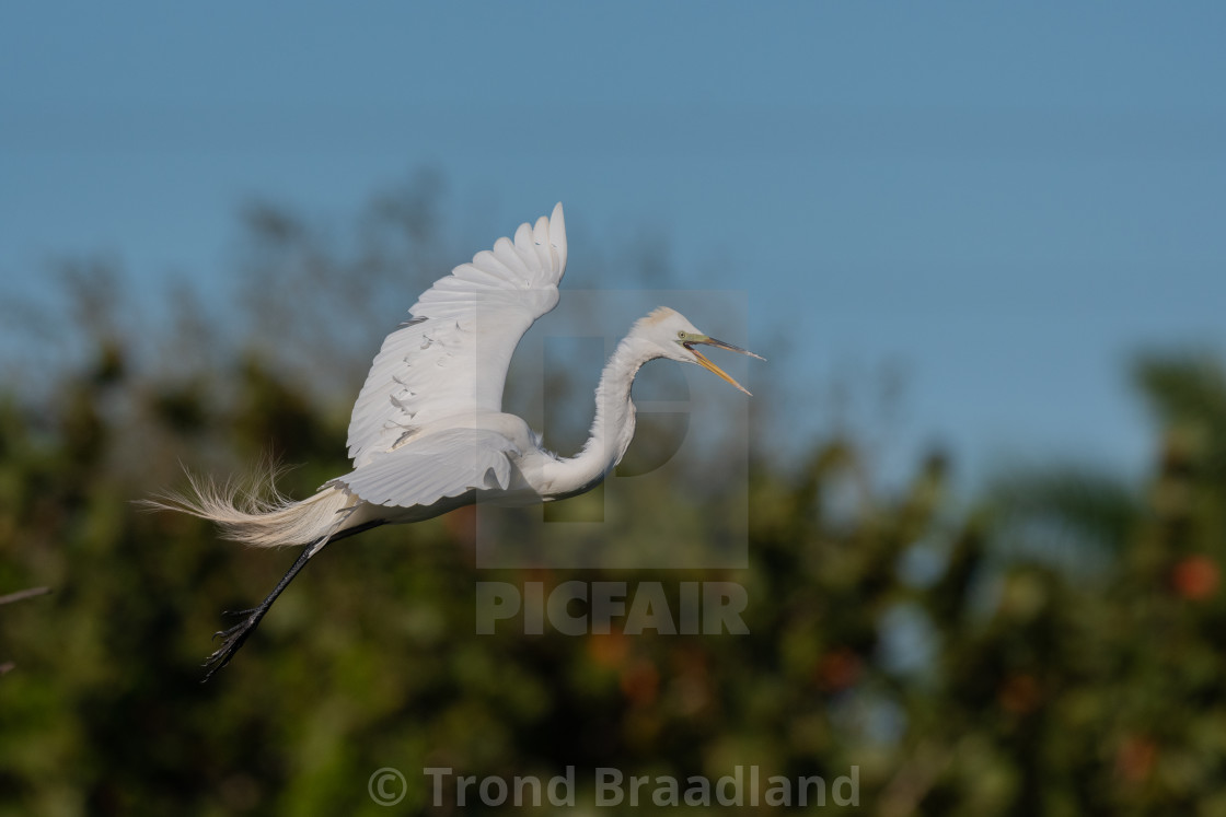 "Great egret" stock image