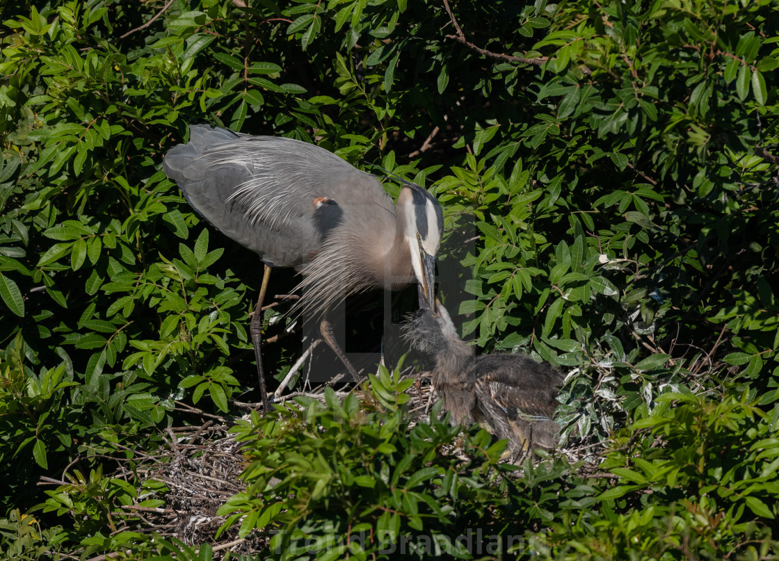 "Great blue heron" stock image