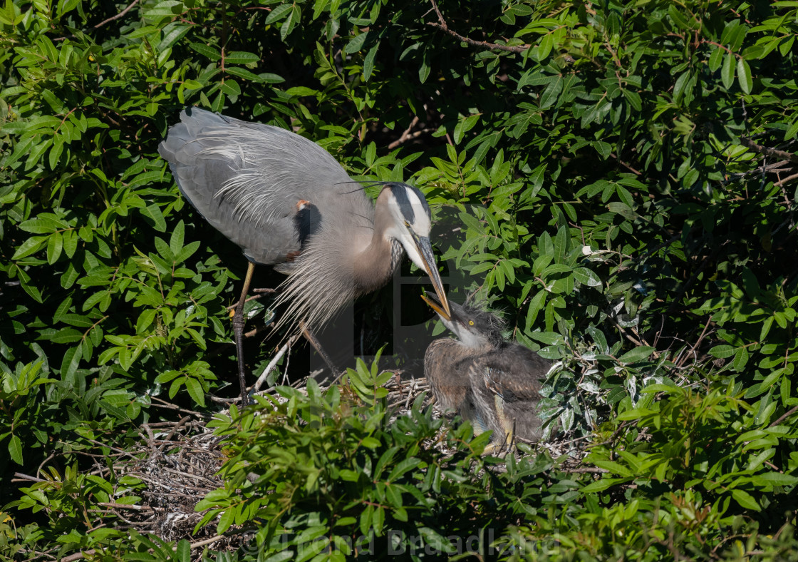 "Great blue heron" stock image