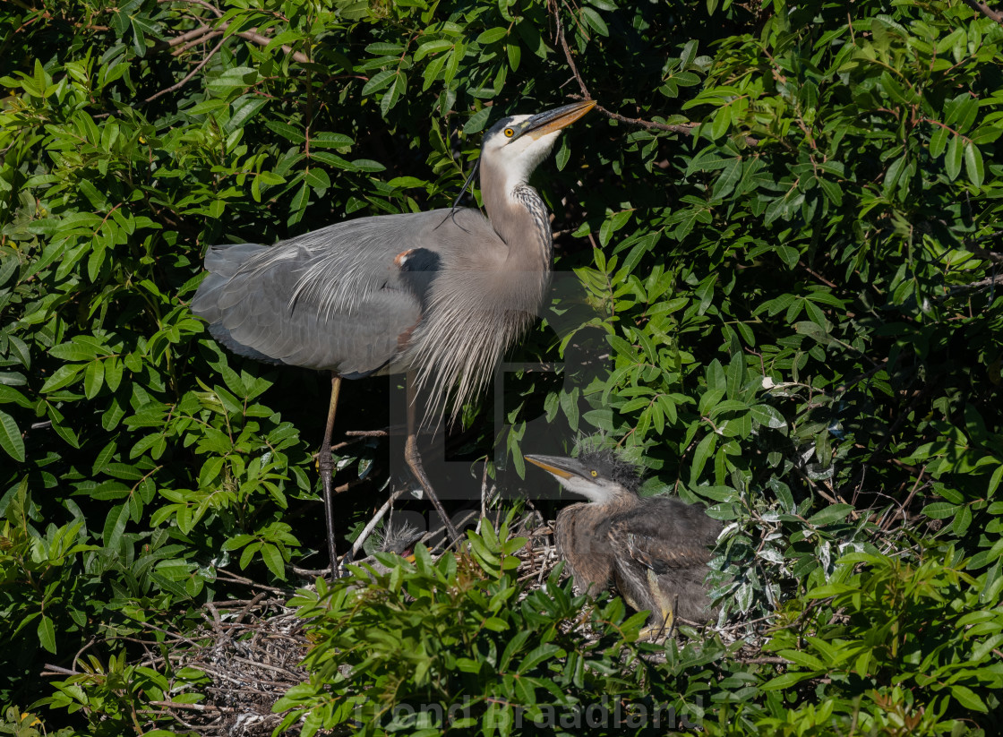 "Great blue heron" stock image