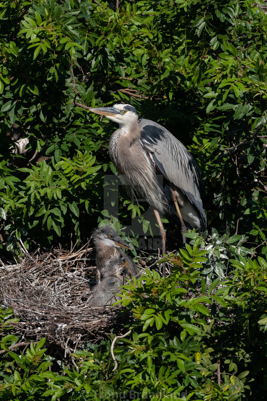 "Great blue heron" stock image