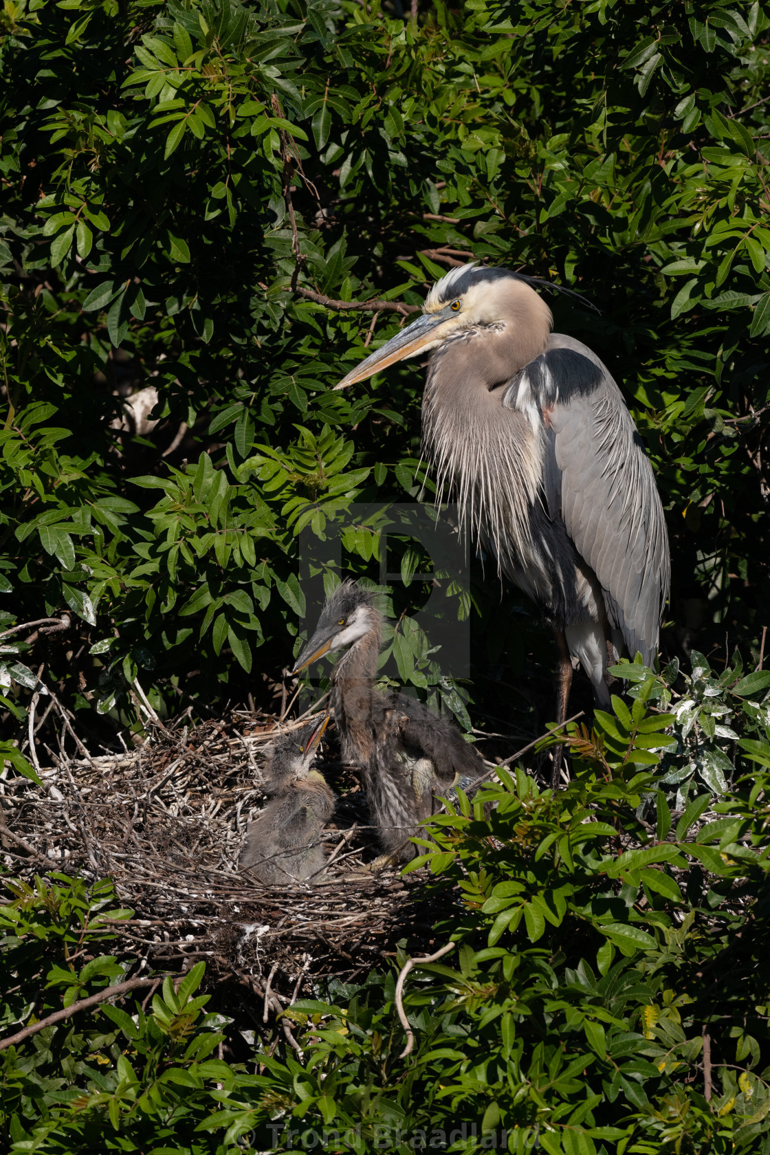 "Great blue heron" stock image