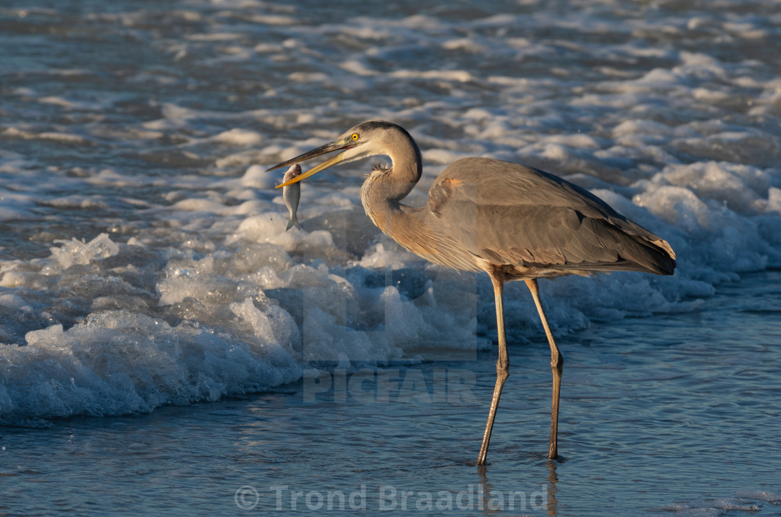 "Great blue heron" stock image