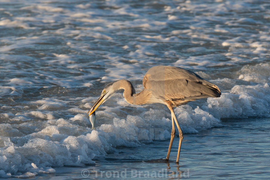 "Great blue heron" stock image