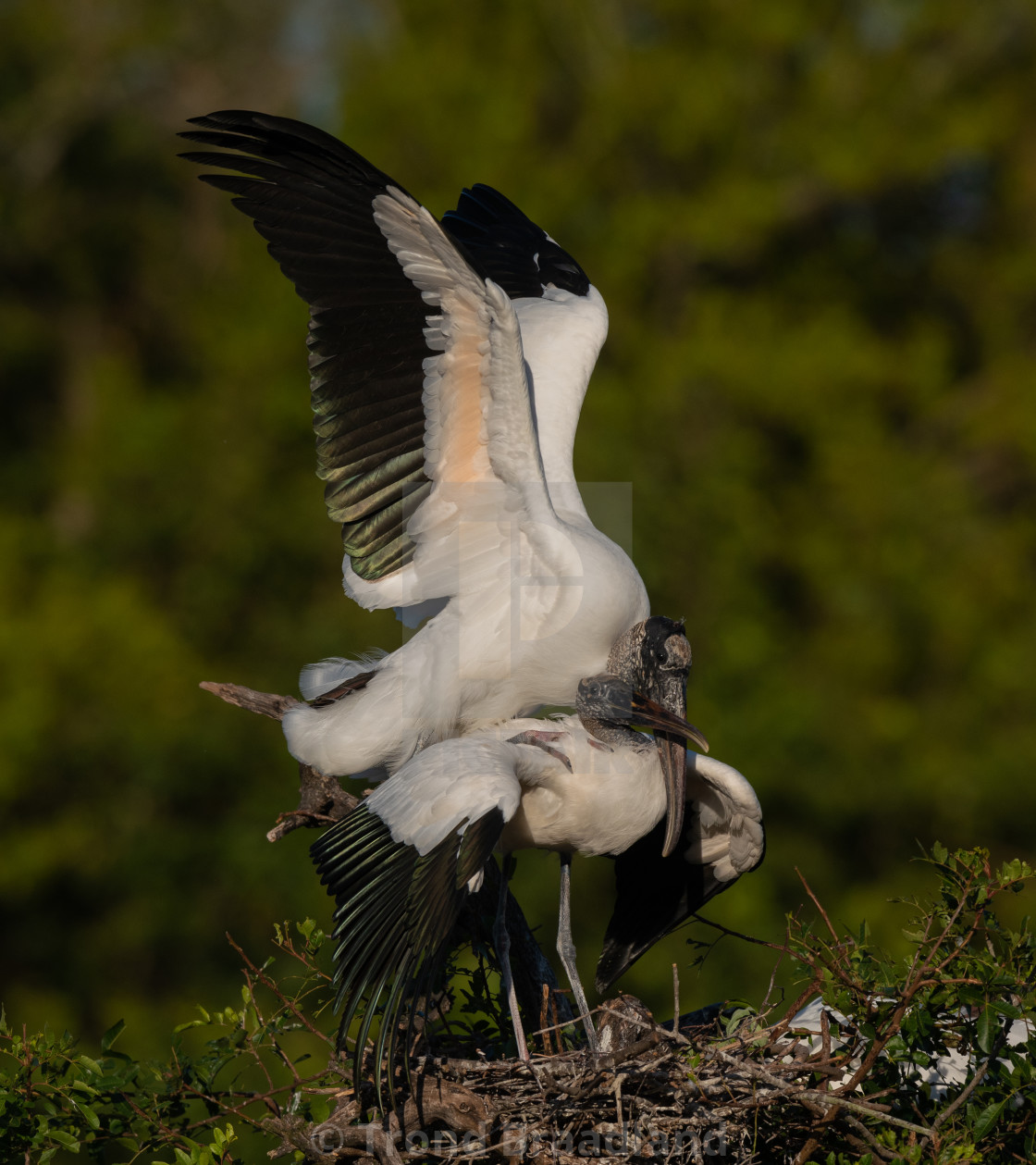 "Wood storks" stock image