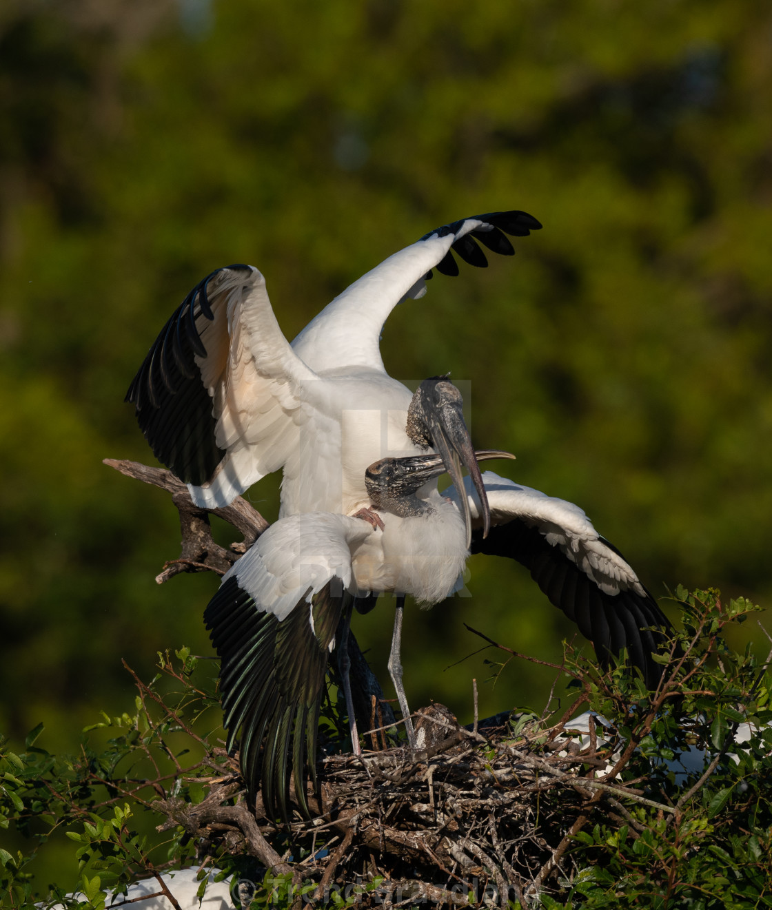 "Wood storks" stock image