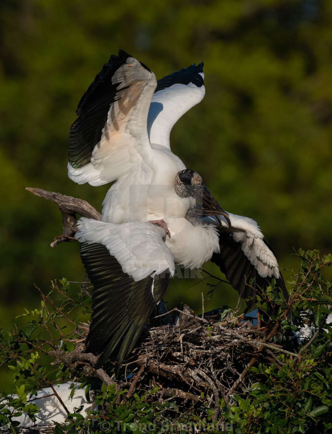 "Wood storks" stock image