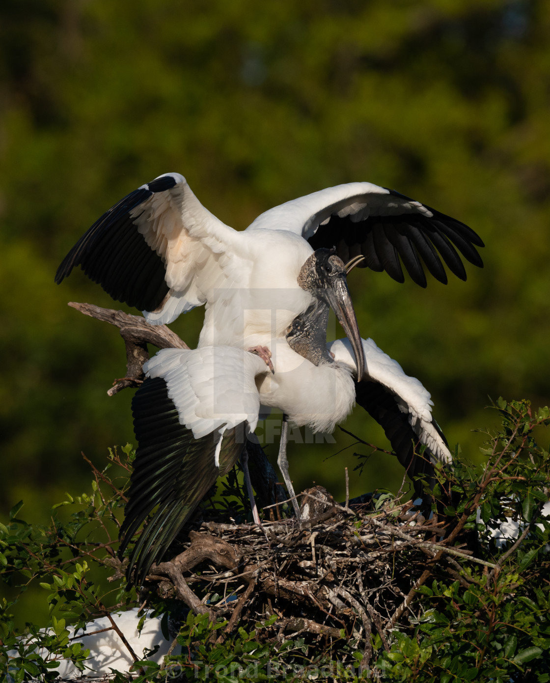 "Wood storks" stock image