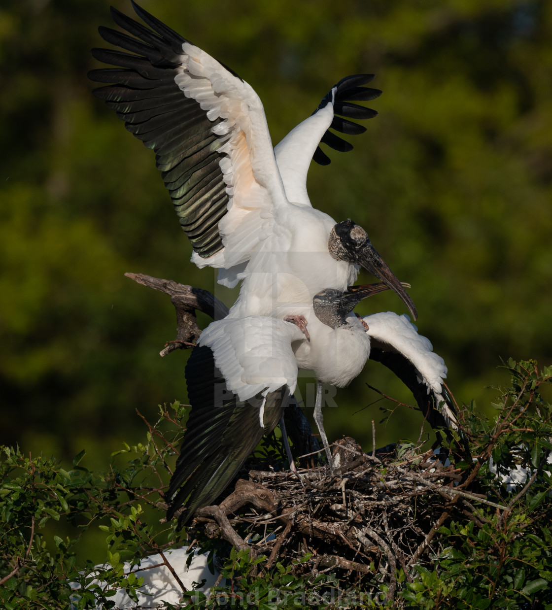 "Wood storks" stock image