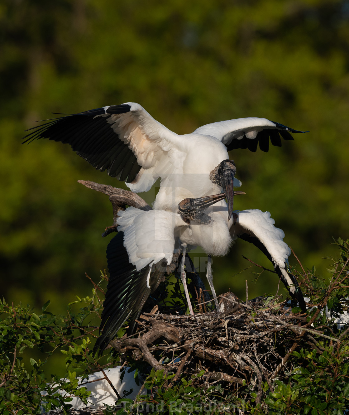 "Wood storks" stock image