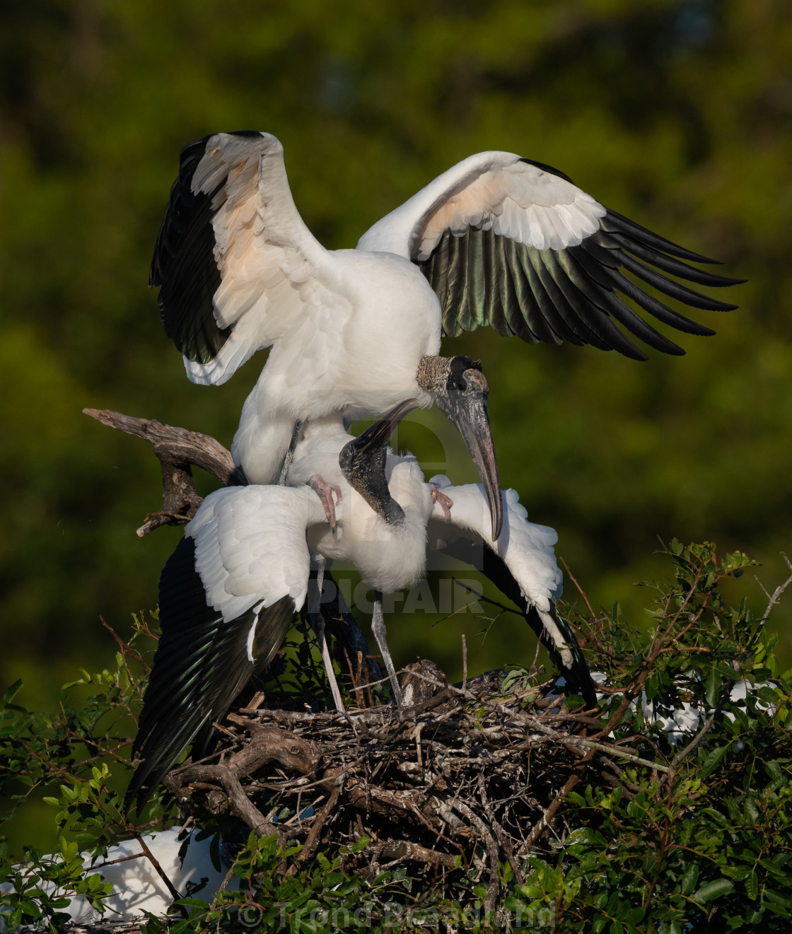 "Wood storks" stock image