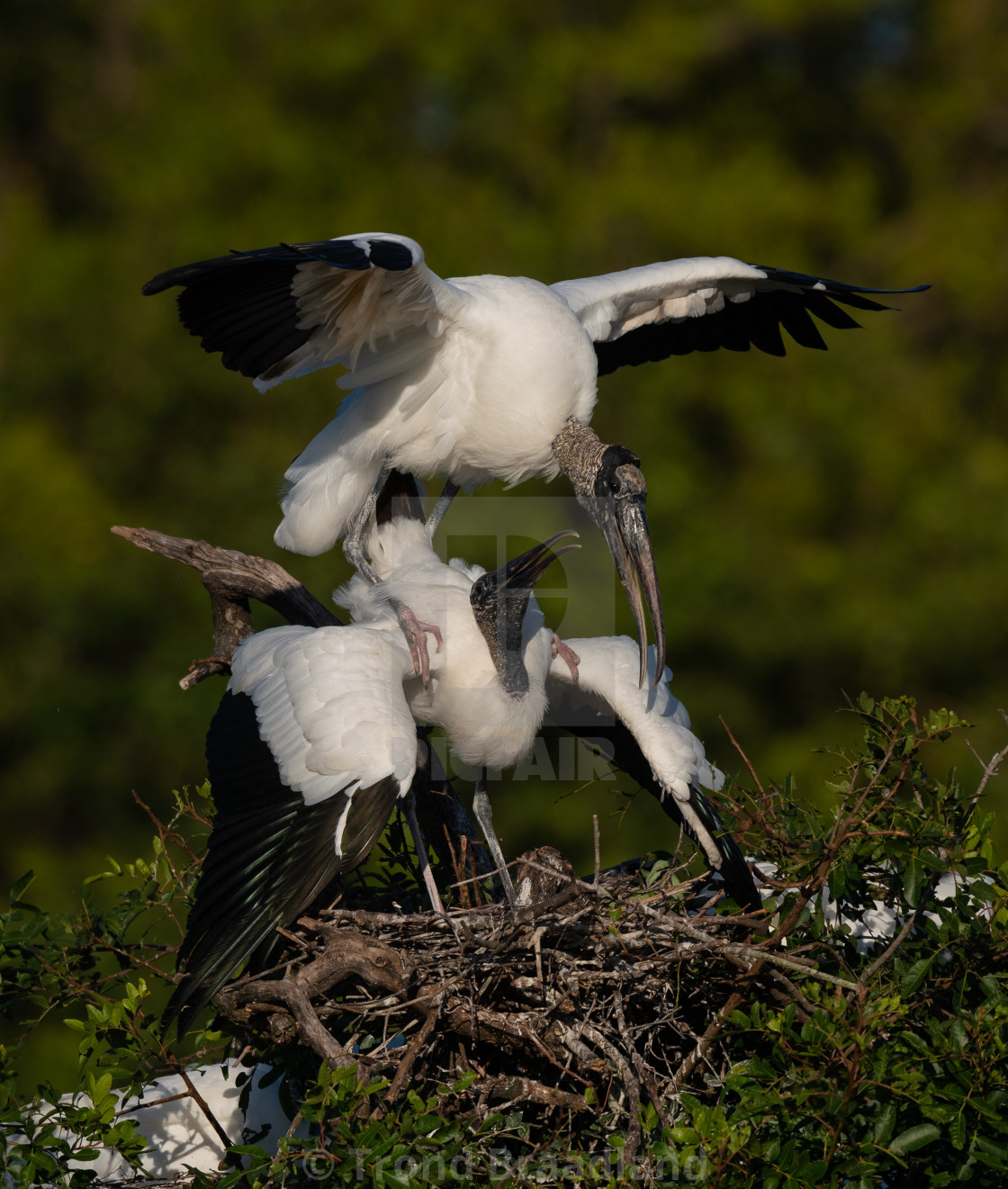 "Wood storks" stock image