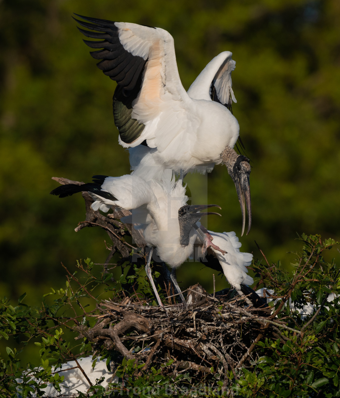 "Wood storks" stock image